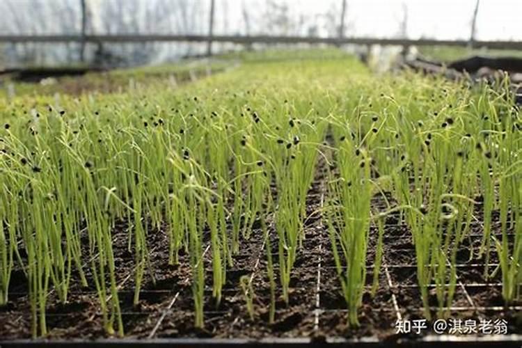 大蒜越冬前喷施什么药 大蒜过冬前打什么药好