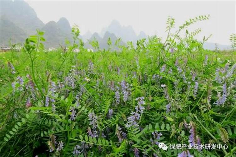 种豌豆用肥量,使用方法