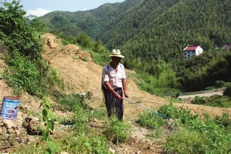 油茶开花时期应该喷何种叶面肥？