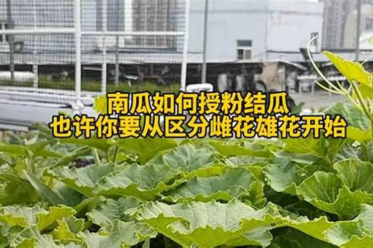 南瓜刚刚打顶可以喷叶面肥吗？