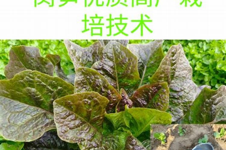 为使莴笋又粗又大应该用什么肥料