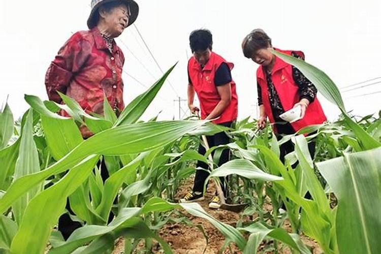 玉米施加钙肥的最佳时间 什么时候使用合适
