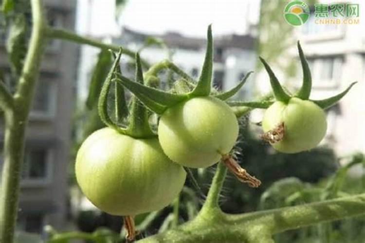 西红柿结果以后下面的叶子需要打吗