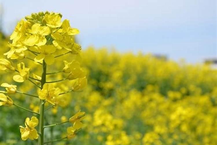 多肉植物用什么肥料比较好