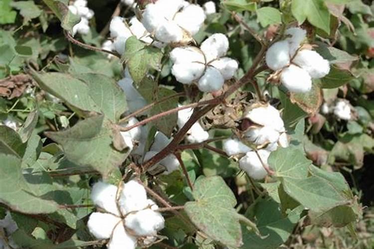 棉花施钾肥最佳时间 使用方法及注意事项