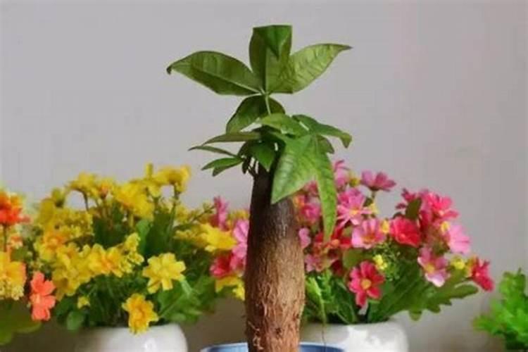 红薯后期如何施肥