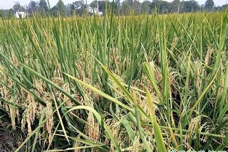 水稻后期能用钾肥吗