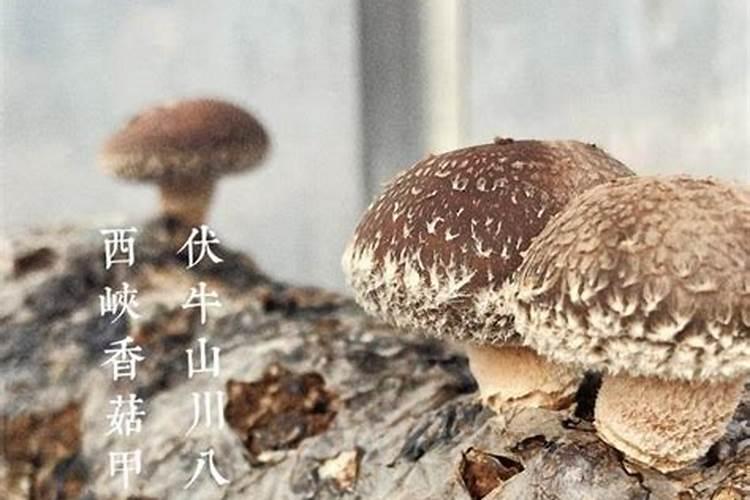 想通过蘑菇种植发家致富,如何实现高产高质量呢？