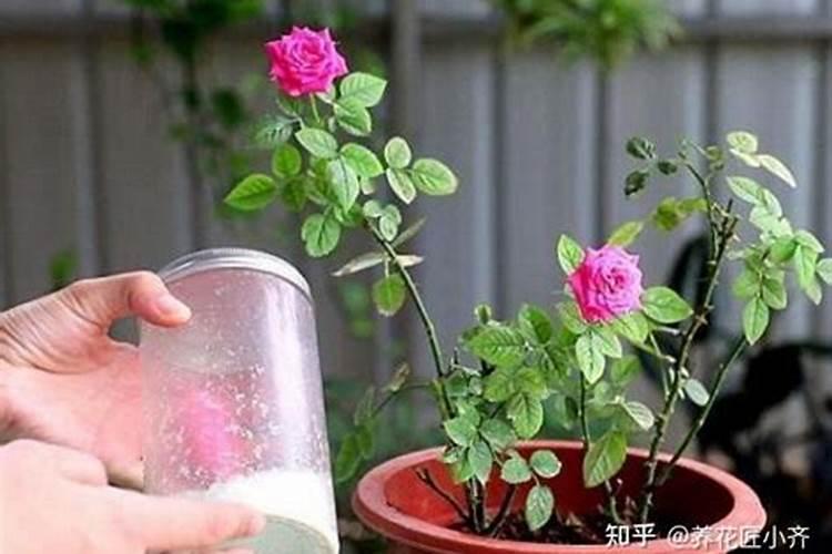 草坪撒施化肥后需要立即浇水吗