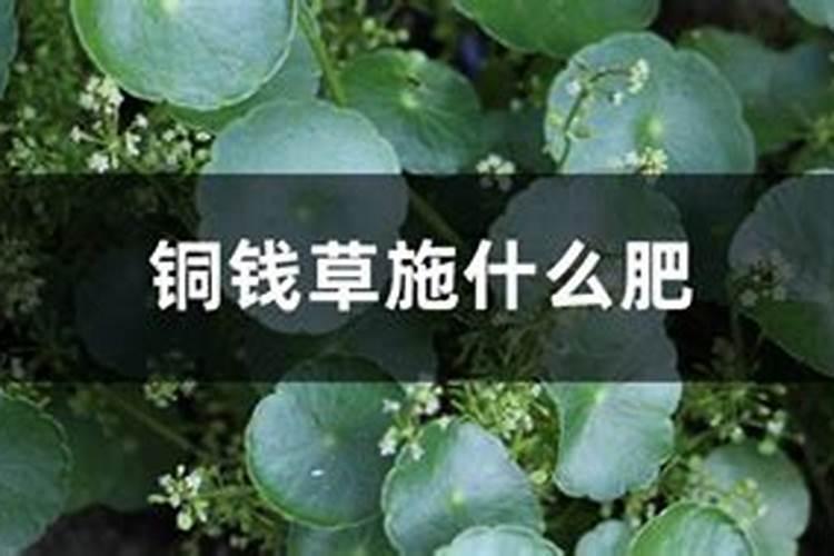 金边瑞香如何度夏