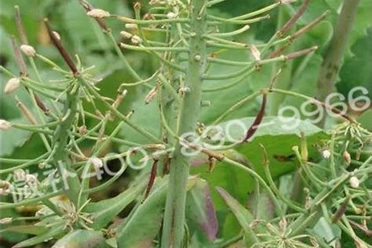 油菜开花期打硼肥早晨几点打好？