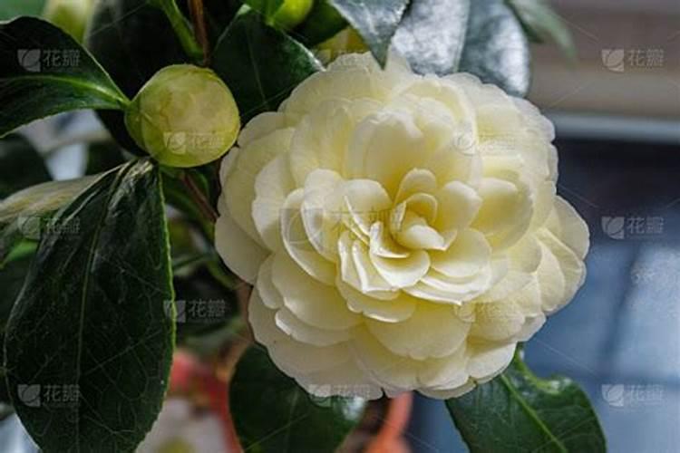 茶花开花时施什么肥？