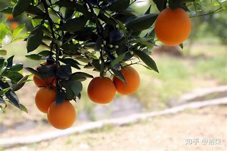 芒果树用什么肥料最好