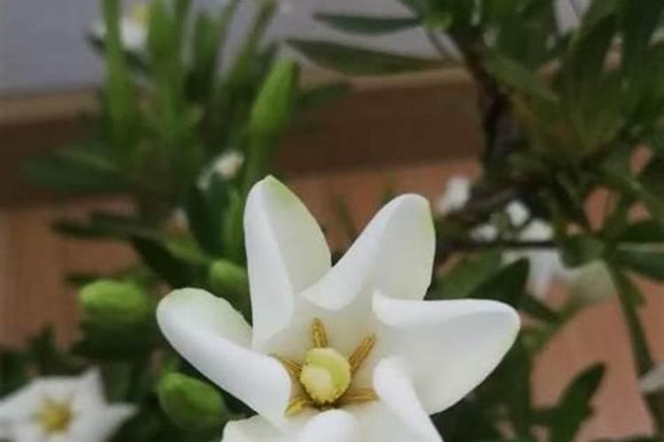 释迦果怎么种植和管理？