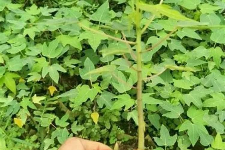 木瓜树如何施肥