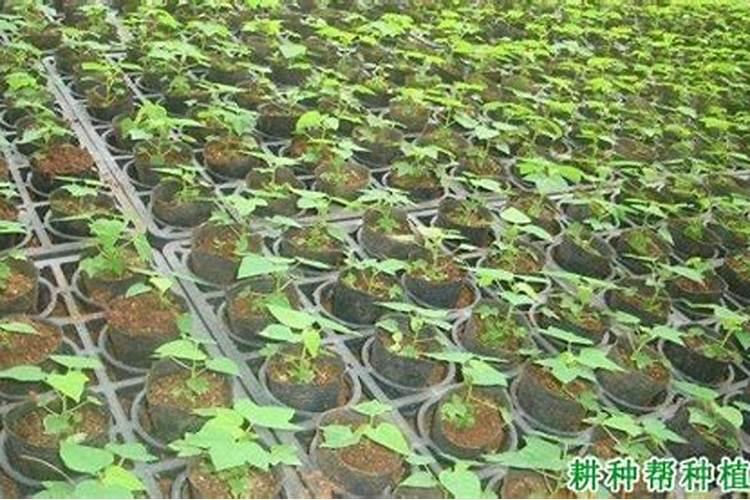 木瓜树如何施肥 木瓜树怎么施肥