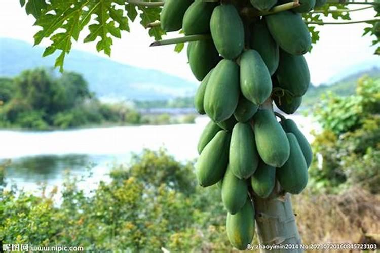 木瓜树如何施肥 木瓜树怎么施肥