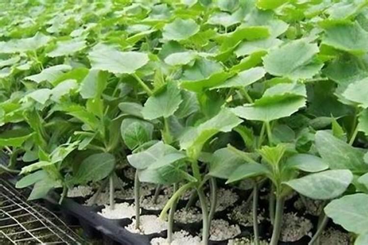 木瓜苗怎样种植