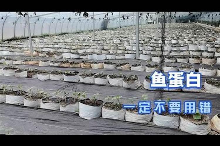 秧田打过氟草酯,恶唑草胺第二天能洒肥料吗？