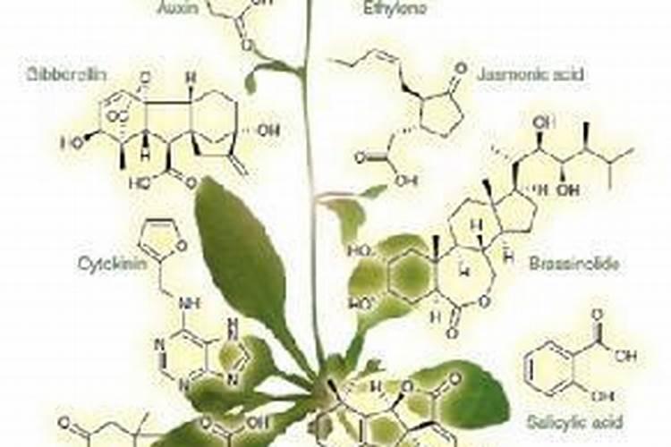 土豆能打芸苔素吗