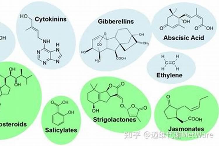 芸苔素和赤霉素有什么区别 芸苔素和赤霉素的区别