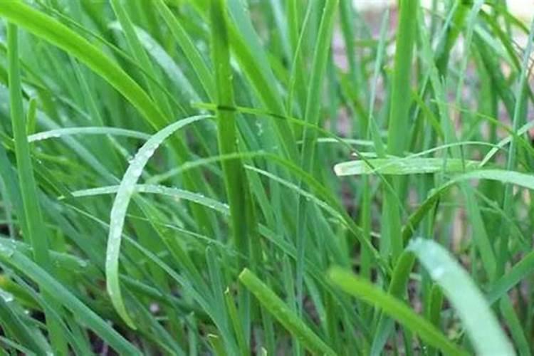韭菜冲施磷钾肥需要冲多少？
