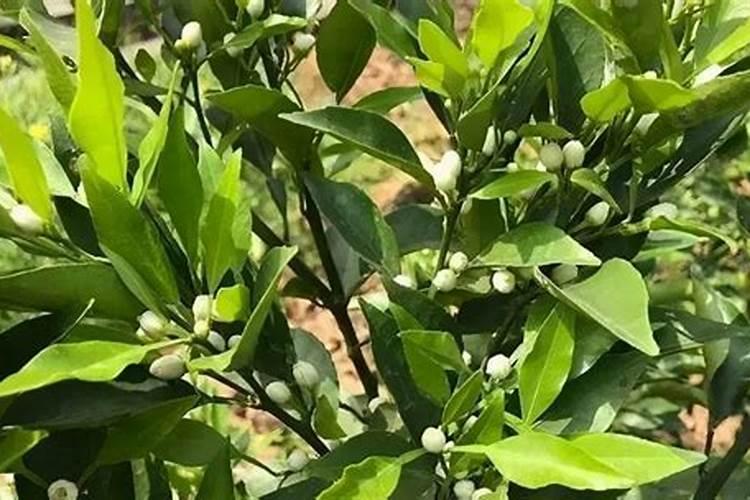 玉米苗后除草加锌肥可以吗？