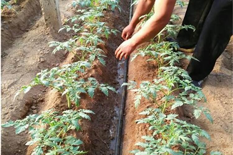 种小番茄和草莓什么时候施肥最好？(在线等)