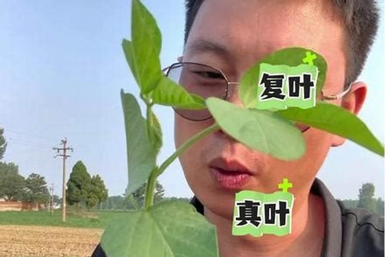 黄豆苗前封闭用什么药最佳,苗前药害怎么解决