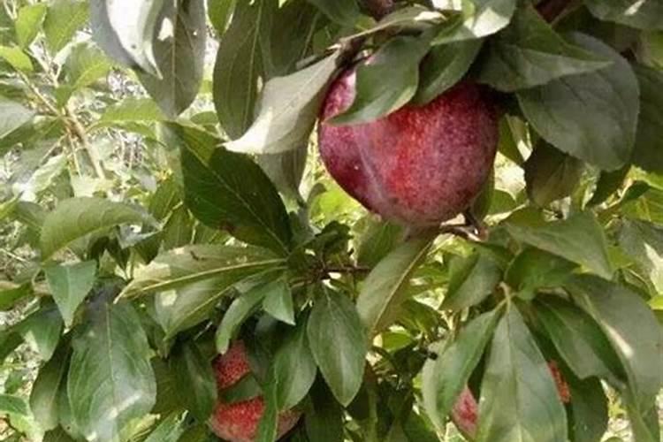 李子树无公害施肥技术是什么？