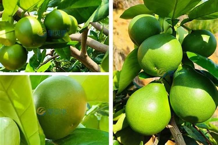 芸豆花叶病怎么治？