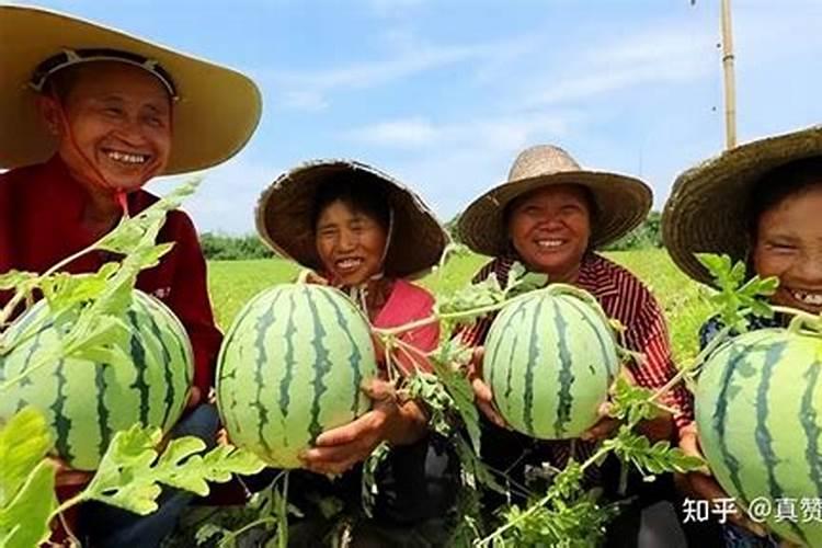 葡萄膨果着色增甜用什么肥料