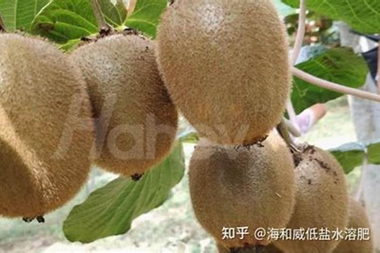 春天移栽葡萄树需要缓苗多久才会发芽？