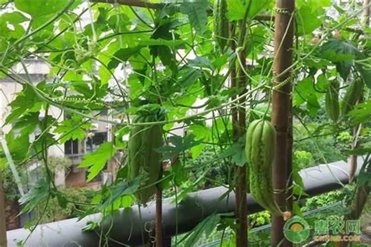 蜜柚促花保果技术是什么