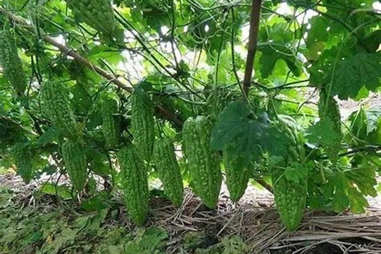 请问专家青瓜苦瓜辣椒类的施什么肥好
