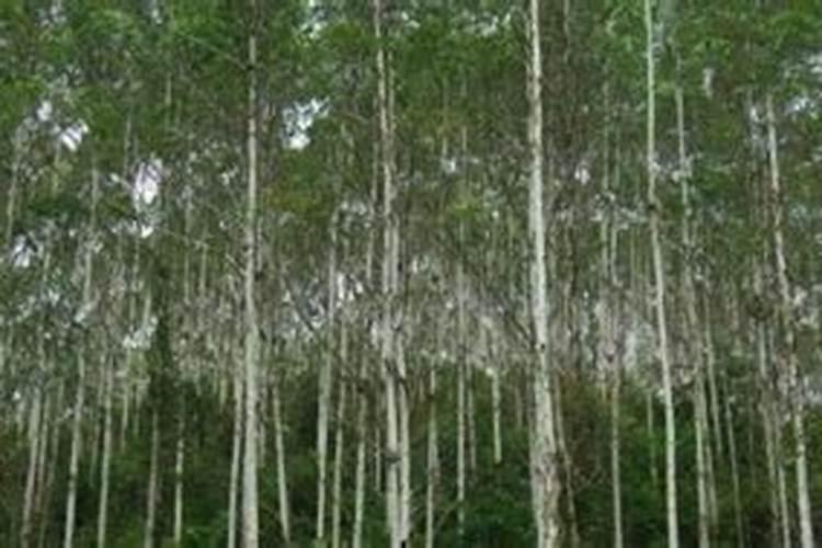 华沃特桉树专用肥质量如何