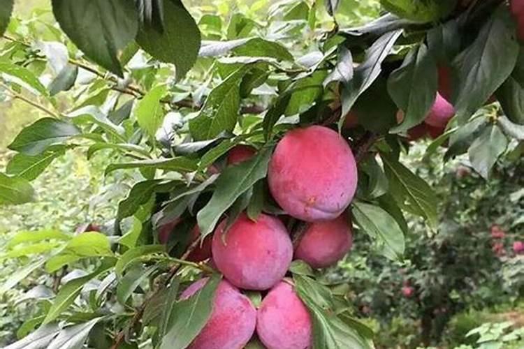 李子保花保果用什么药效果好