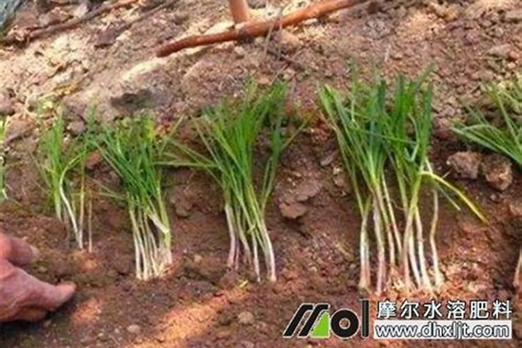沼气池里粪渣如何清理