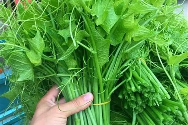什么是豌豆苗？