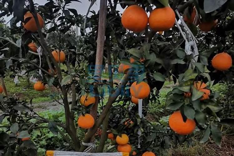 种萝卜用什么肥料最好