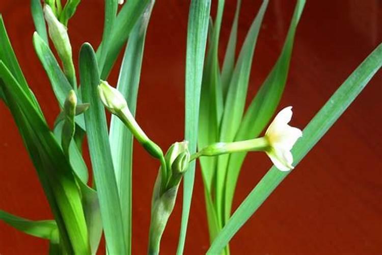水仙花浇水正确方法,怎么施肥