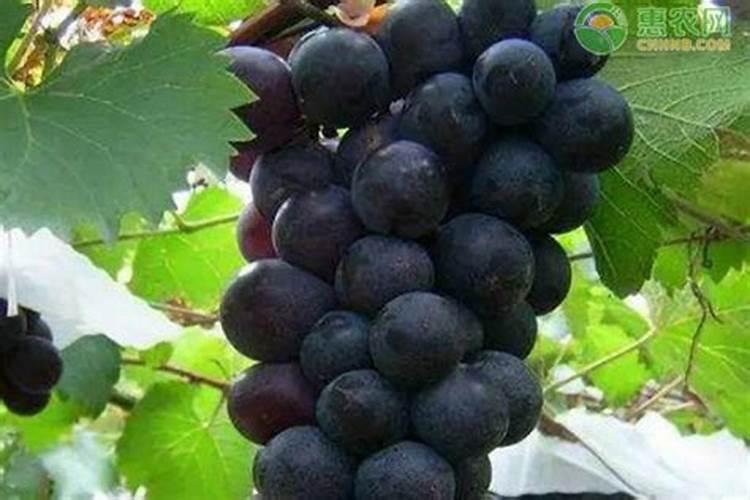 葡萄萌芽肥要下多少斤