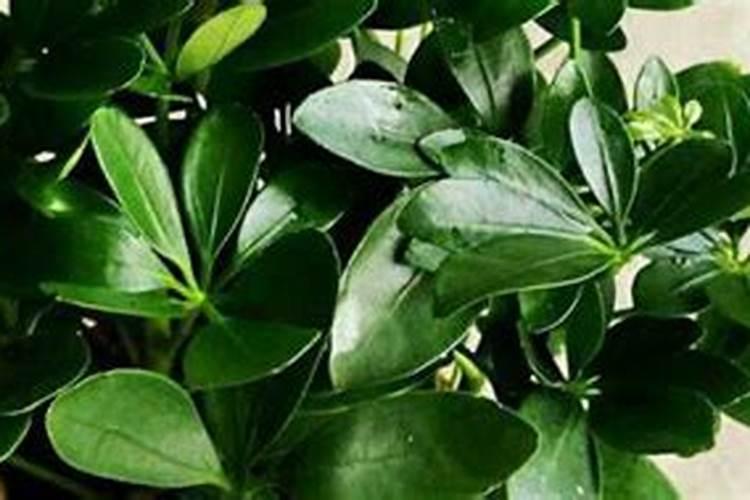 一抹香怎么养殖更茂盛