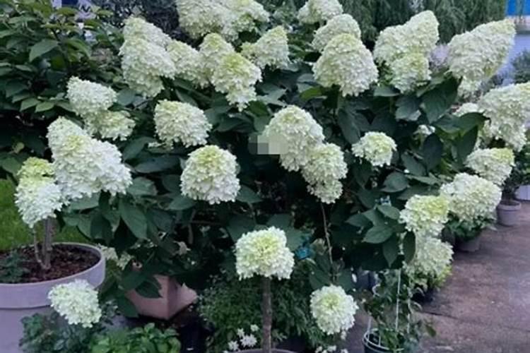 促进植物生根的肥料是钾肥还是磷肥
