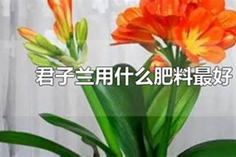 味精水浇花的正确方法
