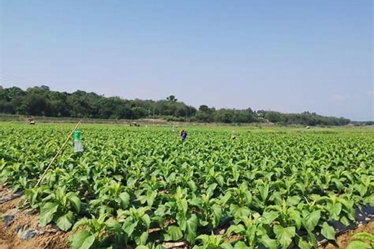 大豆和玉米混合种植为什么提高光能利用