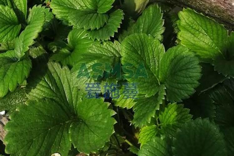 请问草莓膨果期冲什么化肥好？
