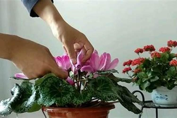 盆栽黄瓜用多大的盆合适