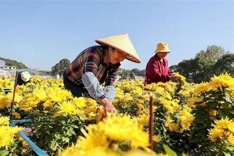 怎样种菊花呀？