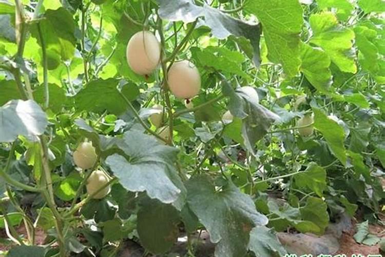 甜瓜定植后怎样施增甜肥效果好